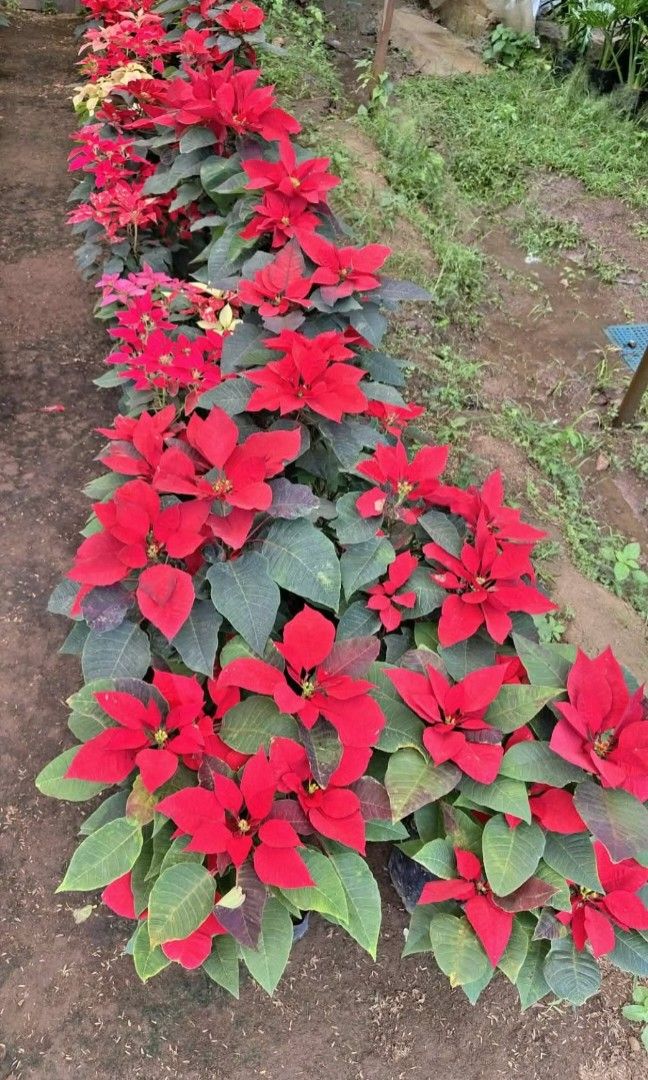 Posenttia (Category: Plants & Seeds) located in Manila. Submitted by garden.winter.cloud (Listing ID 1467409537, Image 3). Description: lalamove delivery.