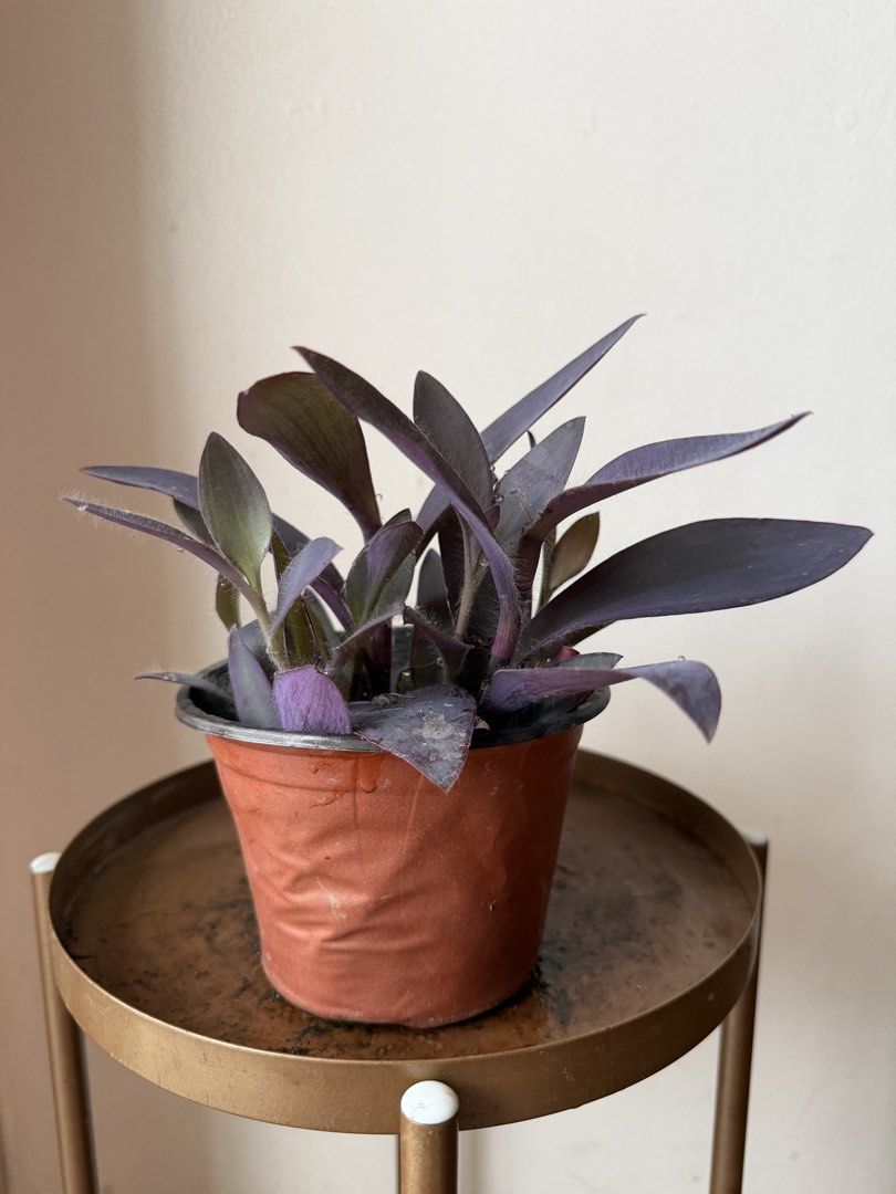 🪴Purple Heart (A) (Category: Plants & Seeds) located in Paranaque City. Submitted by nannysgarden (Listing ID 1467401883, Image 1). Description: 🍀🌸🌺🍃 Payment first before shipping /pickup MOP via GCash Delivery via Grab /lalamove Delivery fee care of Buyer.