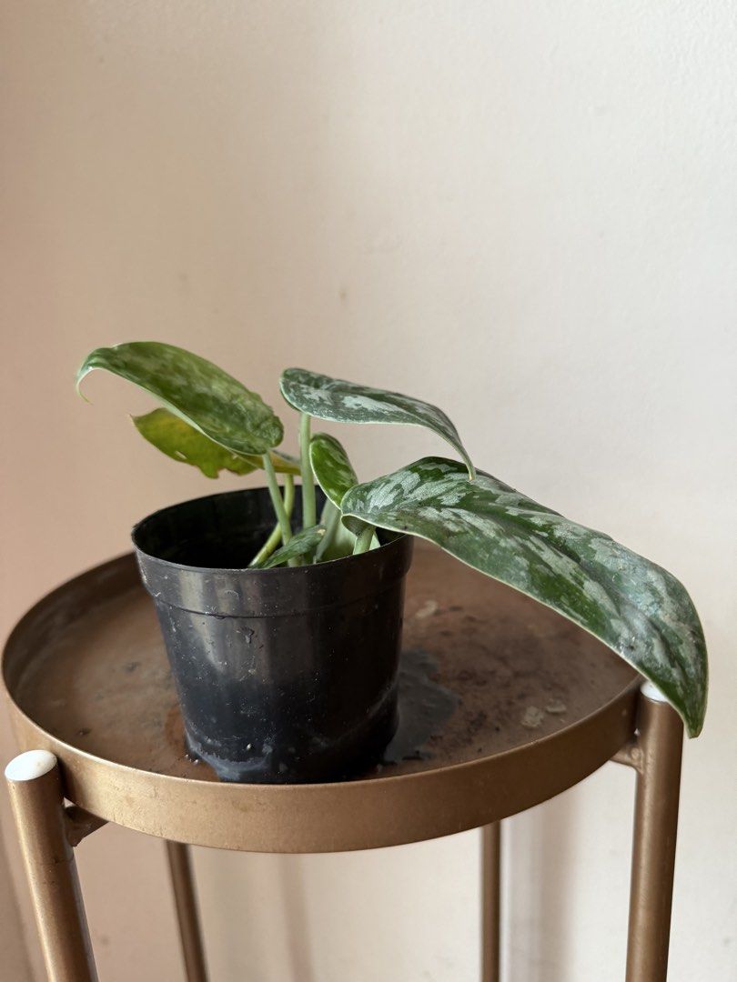 🪴Satin Pothos (Category: Plants & Seeds) located in Paranaque City. Submitted by nannysgarden (Listing ID 1467494981, Image 2). Description: 🍀🌸🌺🍃 Payment first before shipping /pickup MOP via GCash Delivery via Grab /lalamove Delivery fee care of Buyer.