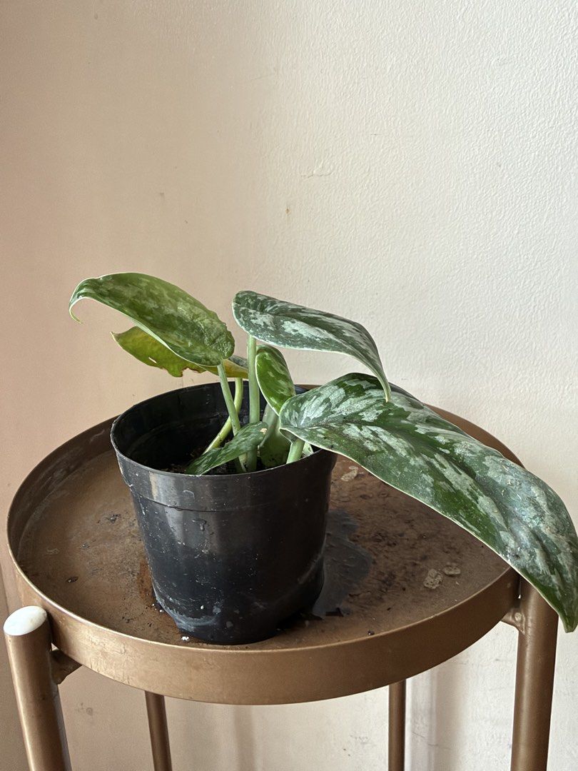 🪴Satin Pothos (Category: Plants & Seeds) located in Paranaque City. Submitted by nannysgarden (Listing ID 1467494981, Image 1). Description: 🍀🌸🌺🍃 Payment first before shipping /pickup MOP via GCash Delivery via Grab /lalamove Delivery fee care of Buyer.