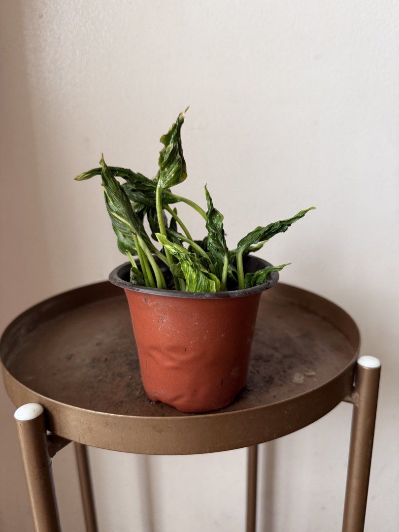 🪴Sleeping Photos (Category: Plants & Seeds) located in Paranaque City. Submitted by nannysgarden (Listing ID 1467494692, Image 3). Description: 🍀🌸🌺🍃 Payment first before shipping /pickup MOP via GCash Delivery via Grab /lalamove Delivery fee care of Buyer.