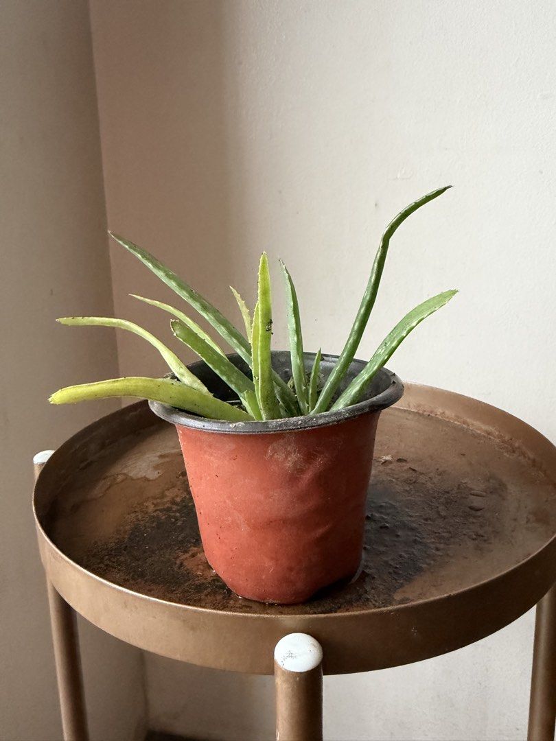 🪴Small aloe vera (A) (Category: Plants & Seeds) located in Paranaque City. Submitted by nannysgarden (Listing ID 1467401585, Image 3). Description: 🍀🌸🌺🍃 Payment first before shipping /pickup MOP via GCash Delivery via Grab /lalamove Delivery fee care of Buyer.