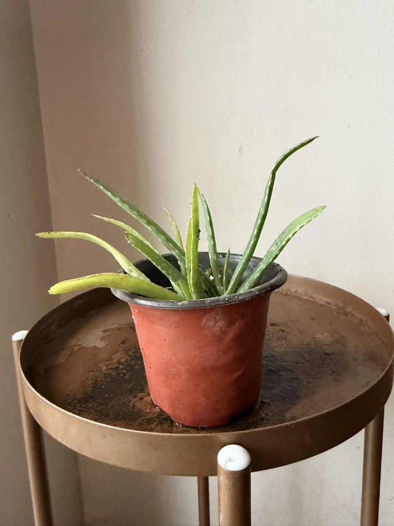 🪴Small aloe vera (A) (Category: Plants & Seeds) located in Paranaque City. Submitted by nannysgarden (Listing ID 1467401585, Image 1). Description: 🍀🌸🌺🍃 Payment first before shipping /pickup MOP via GCash Delivery via Grab /lalamove Delivery fee care of Buyer.