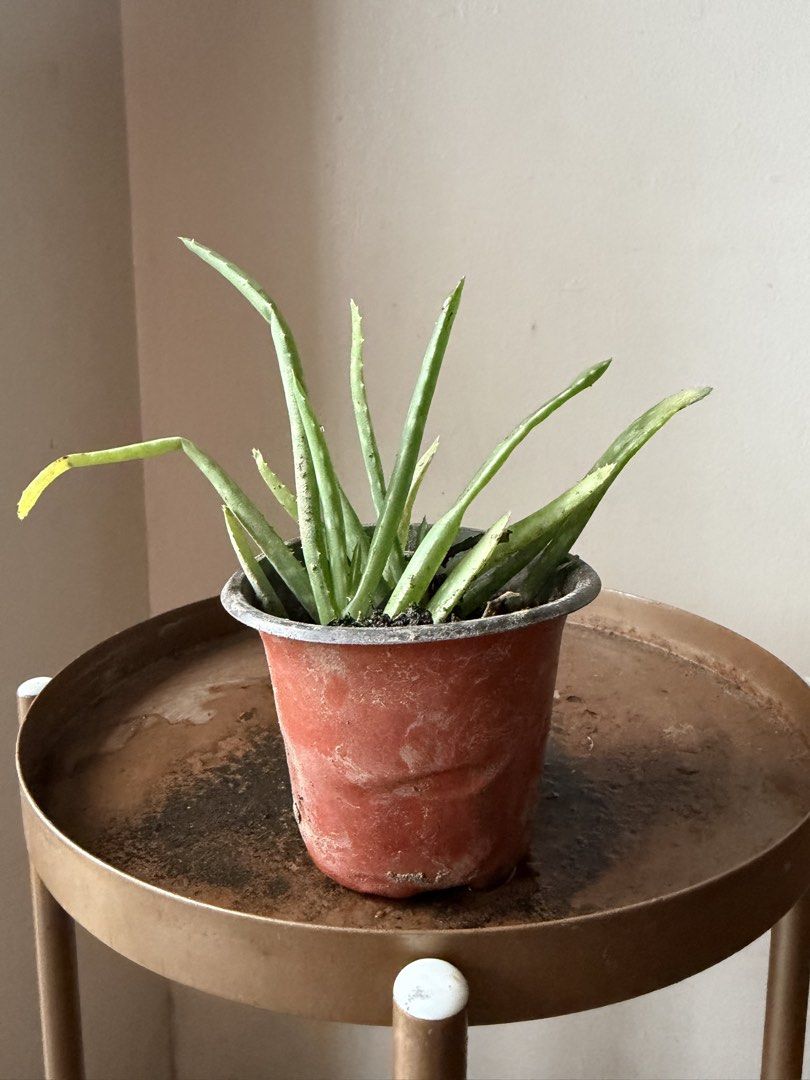 🪴small aloe vera (B) (Category: Plants & Seeds) located in Paranaque City. Submitted by nannysgarden (Listing ID 1467401710, Image 1). Description: 🍀🌸🌺🍃 Payment first before shipping /pickup MOP via GCash Delivery via Grab /lalamove Delivery fee care of Buyer.