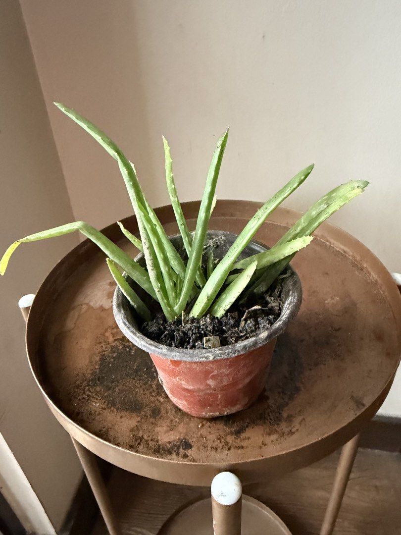 🪴small aloe vera (B) (Category: Plants & Seeds) located in Paranaque City. Submitted by nannysgarden (Listing ID 1467401710, Image 2). Description: 🍀🌸🌺🍃 Payment first before shipping /pickup MOP via GCash Delivery via Grab /lalamove Delivery fee care of Buyer.