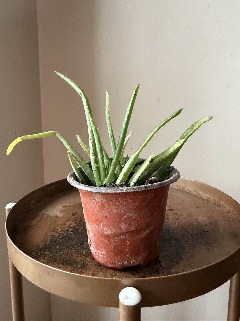 🪴small aloe vera (B) (Category: Plants & Seeds) located in Paranaque City. Submitted by nannysgarden (Listing ID 1467401710, Image 3). Description: 🍀🌸🌺🍃 Payment first before shipping /pickup MOP via GCash Delivery via Grab /lalamove Delivery fee care of Buyer.