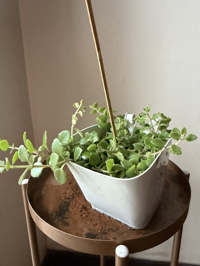 🪴String of Pillows (Category: Plants & Seeds) located in Paranaque City. Submitted by nannysgarden (Listing ID 1467367516, Image 2). Description: 🍀🌸🌺🍃 Payment first before shipping /pickup MOP via GCash Delivery via Grab /lalamove Delivery fee care of Buyer.