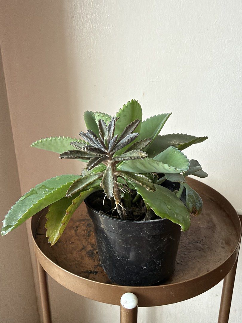 🪴Succulent (A) (Category: Plants & Seeds) located in Paranaque City. Submitted by nannysgarden (Listing ID 1467486088, Image 3). Description: 🍀🌸🌺🍃 Payment first before shipping /pickup MOP via GCash Delivery via Grab /lalamove Delivery fee care of Buyer.
