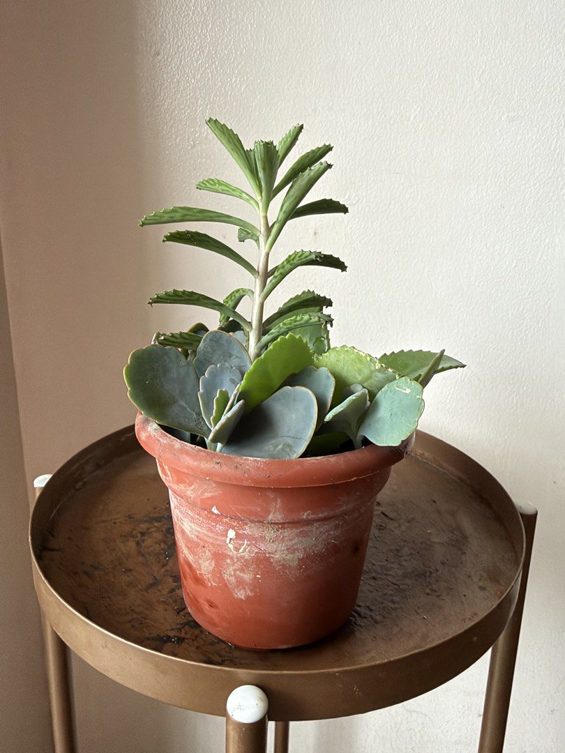 🪴Succulent (B) (Category: Plants & Seeds) located in Paranaque City. Submitted by nannysgarden (Listing ID 1467486388, Image 2). Description: 🍀🌸🌺🍃 Payment first before shipping /pickup MOP via GCash Delivery via Grab /lalamove Delivery fee care of Buyer.