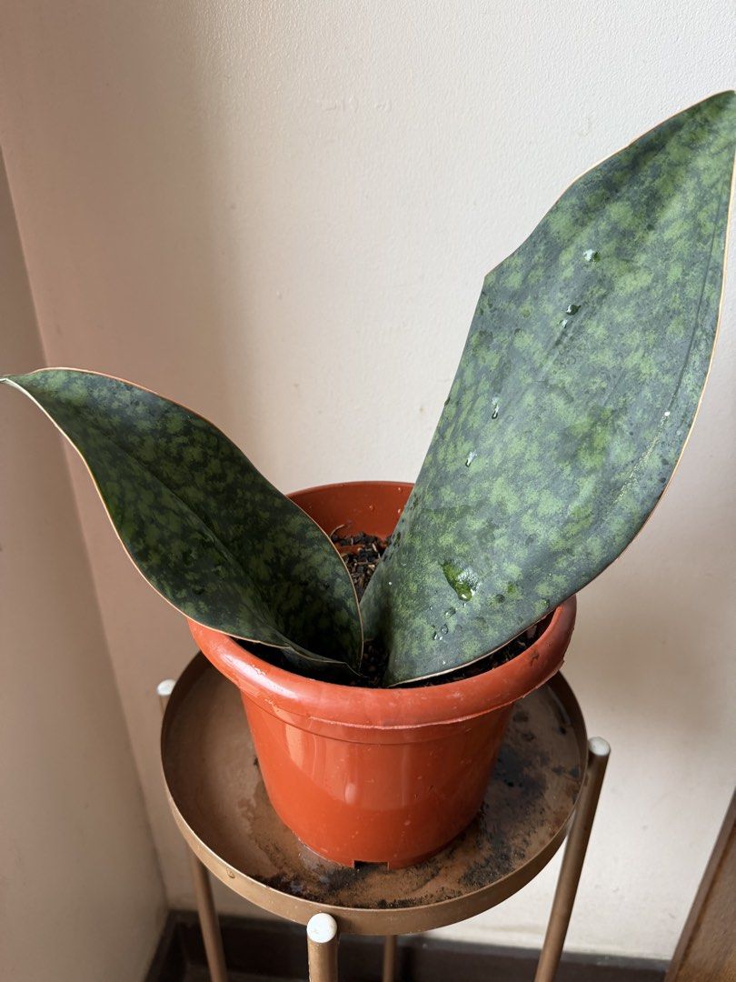 🪴Whale snake Plant (Category: Plants & Seeds) located in Paranaque City. Submitted by nannysgarden (Listing ID 1467488249, Image 2). Description: 🍀🌸🌺🍃 Payment first before shipping /pickup MOP via GCash Delivery via Grab /lalamove Delivery fee care of Buyer.