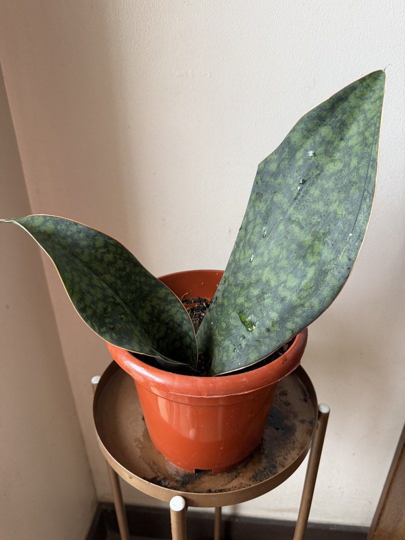 🪴Whale snake Plant (Category: Plants & Seeds) located in Paranaque City. Submitted by nannysgarden (Listing ID 1467488249, Image 1). Description: 🍀🌸🌺🍃 Payment first before shipping /pickup MOP via GCash Delivery via Grab /lalamove Delivery fee care of Buyer.