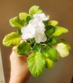 （分類：）位於 。 由 tigtig123 提交（商品編號 1464825509，圖片 1）。簡介： 。