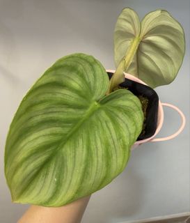 （分類：）位於 。 由 lovesaladforever 提交（商品編號 1467757454，圖片 1）。簡介： 。