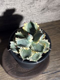 （分類：）位於 。 由 nikumachi 提交（商品編號 1467781369，圖片 1）。簡介： 。