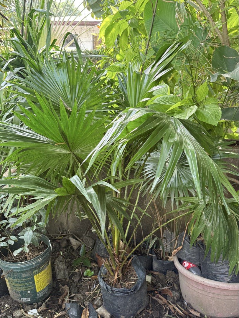 Anahaw plants (Category: Plants & Seeds) located in Paranaque City. Submitted by plants_sale (Listing ID 1467717242, Image 1). Description: .