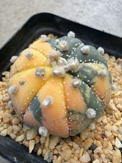 （分類：）位於 。 由 lovesaladforever 提交（商品編號 1467760513，圖片 1）。簡介： 。