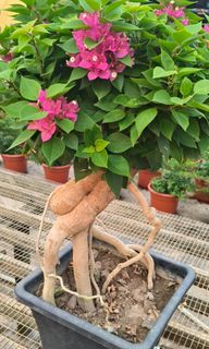 (Category: ) located in . Submitted by jtflorist (Listing ID 1467703996, Image 1). Description: .