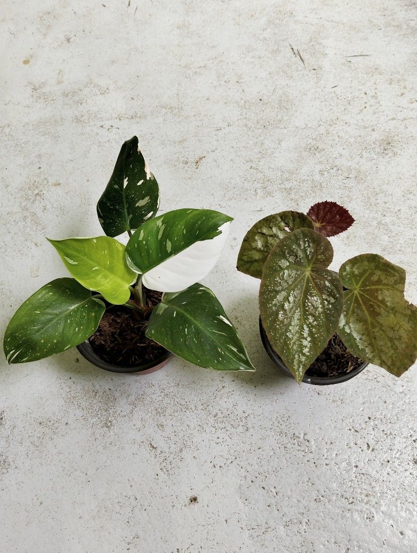 Bundle: Philodendron White Princess Galaxy, Begonia (Category: Plants & Seeds) located in Cagayan de Oro. Submitted by rochellejandcgarden06684 (Listing ID 1467667189, Image 1). Description: SALE❗ Bundle: Philodendron White Princess Galaxy, Begonia ✅380 Locally grown. Own propagation. Location: Canitoan Cdo City Pick up, Maxim delivery, J&T Express.