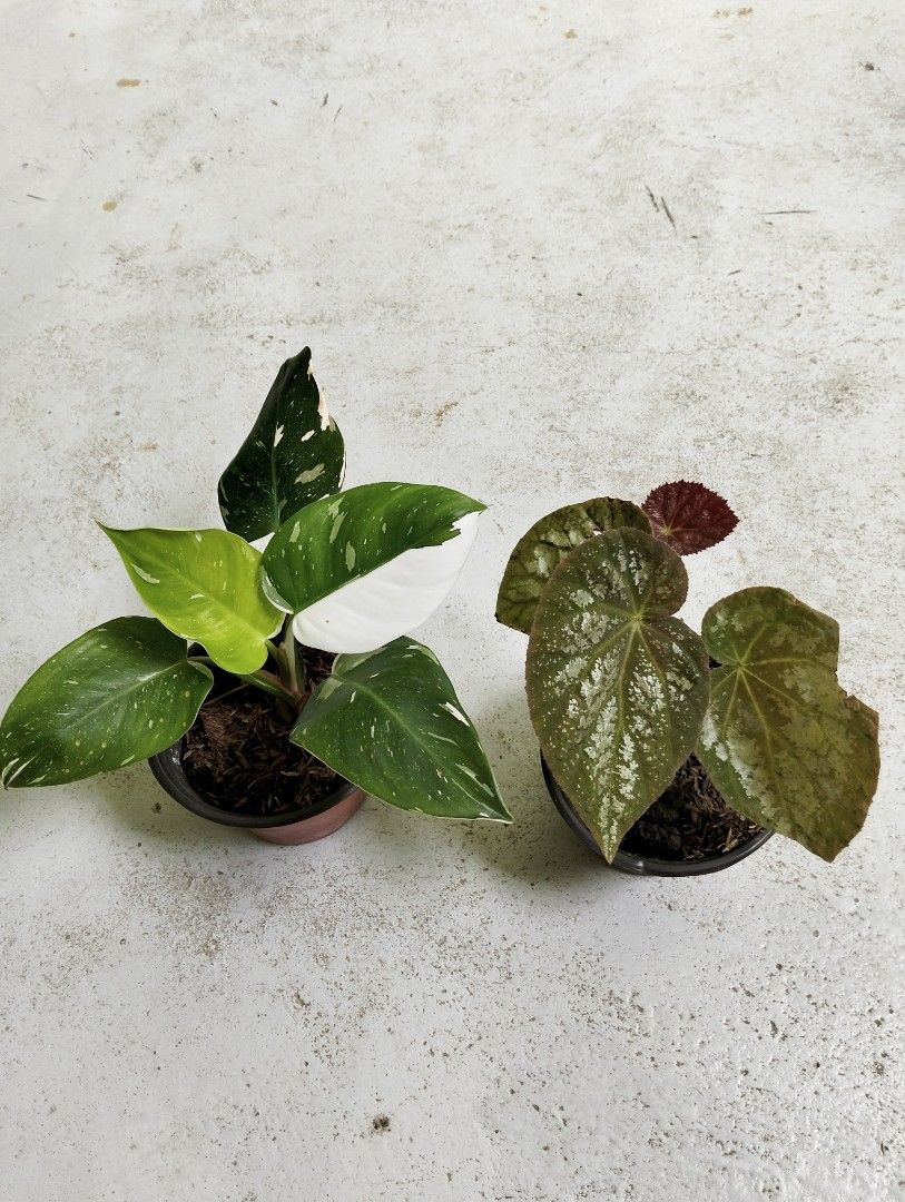Bundle: Philodendron White Princess Galaxy, Begonia (Category: Plants & Seeds) located in Cagayan de Oro. Submitted by rochellejandcgarden06684 (Listing ID 1467667189, Image 3). Description: SALE❗ Bundle: Philodendron White Princess Galaxy, Begonia ✅380 Locally grown. Own propagation. Location: Canitoan Cdo City Pick up, Maxim delivery, J&T Express.