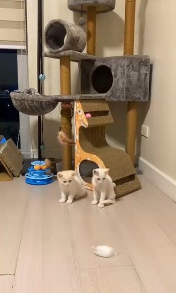 cat tree tower with scratching posts (Category: Sleeveless) located in Manila. Submitted by fiercemountain_946e32 (Listing ID 1467616056, Image 3). Description: - Multi-level grey cat tree ideal for playing, resting, and scratching - Includes multiple perches, scratching posts, tunnels, and hanging toys - Features a fun, giraffe-shaped cardboard scratcher at the base - Built with a stable wooden structure for safety and durability - Covered in so
