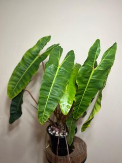 (Category: ) located in . Submitted by gardenavenue4 (Listing ID 1467837660, Image 1). Description: .