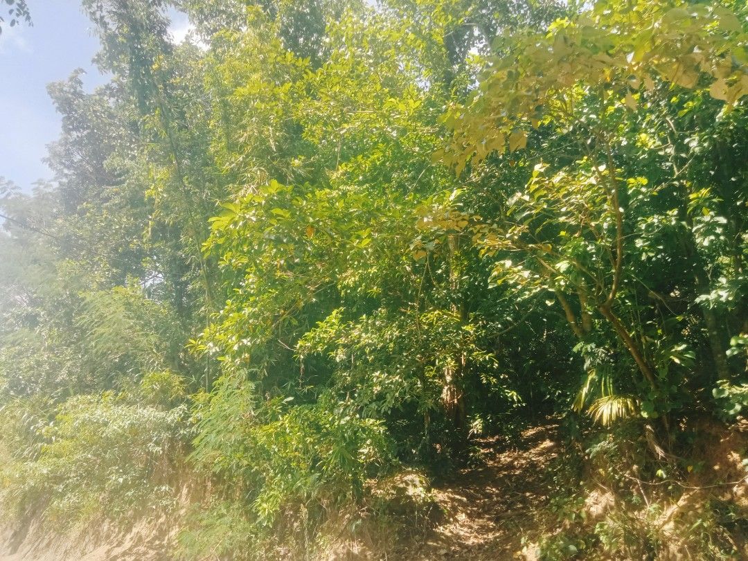 Land for sale (Category: Lot) located in Manila. Submitted by mercadowin30894 (Listing ID 1467613225, Image 3). Description: 2 hectars farm along the road.