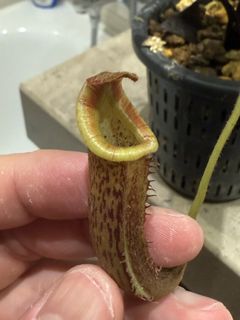 （分類：）位於 。 由 harrych5678 提交（商品編號 1467615834，圖片 1）。簡介： 。