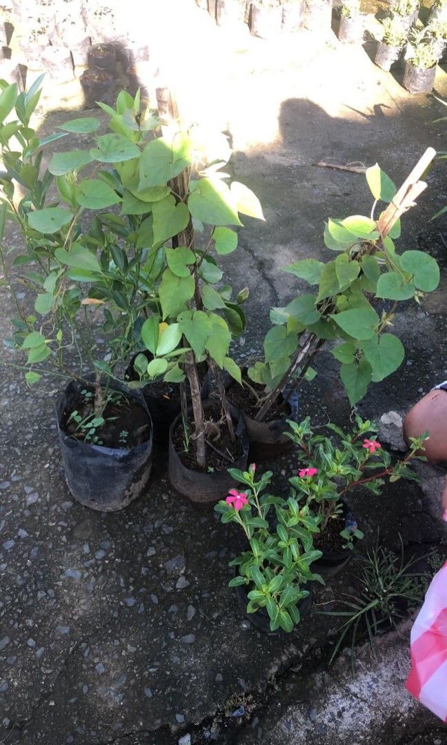 Morning glory plants ☘️ (Category: Plants & Seeds) located in Quezon City. Submitted by amazingmaria3680 (Listing ID 1467604246, Image 1). Description: .
