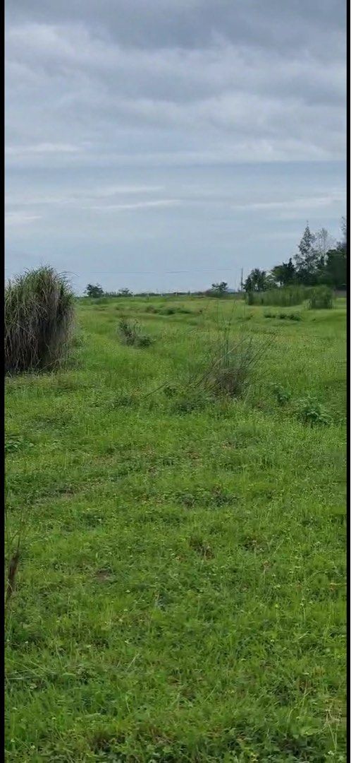 Open Farm Land Property (Category: Lot) located in Quezon City. Submitted by manna5159124 (Listing ID 1467625757, Image 2). Description: - Location: Brgy. Potrero, Bacolor, Pampanga -Terrain: Large, flat open plot with green grass and wild patches - Ideal Use: Great spot for farming, resort, resthouse, golf driving range, outdoor projects - Features: Existing shed structure, kubo - Views: Clear, unobstructed views all around - Environment: Open s