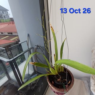 (Category: ) located in . Submitted by llongg4 (Listing ID 1442947140, Image 1). Description: .