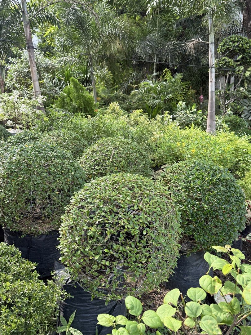 Pokyante balls (Category: Plants & Seeds) located in Paranaque City. Submitted by plants_sale (Listing ID 1467716576, Image 3). Description: .