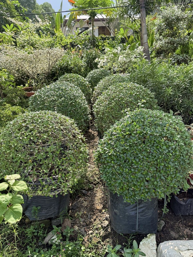 Pokyante balls (Category: Plants & Seeds) located in Paranaque City. Submitted by plants_sale (Listing ID 1467716576, Image 2). Description: .