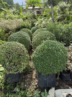 (Category: ) located in . Submitted by plants_sale (Listing ID 1467716576, Image 1). Description: .
