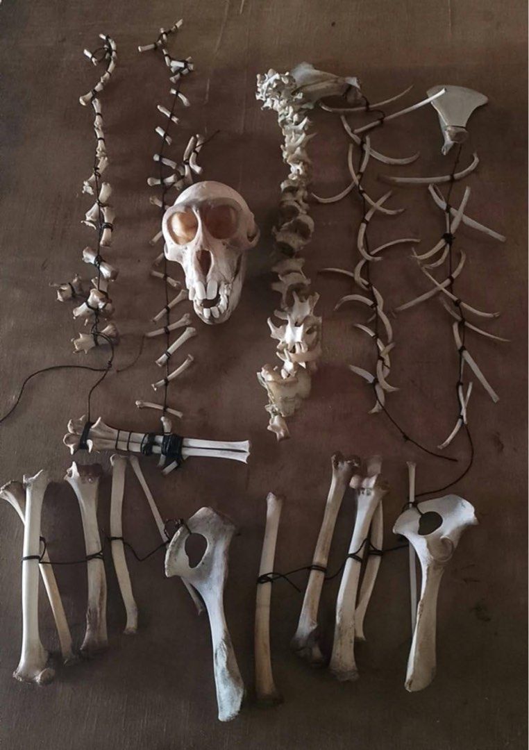 Real Primate Skull and Bone Specimen Set Art Display (Category: Vintage Collectibles) located in Quezon City. Submitted by turpentinechaser (Listing ID 1467703330, Image 1). Description: - Complete articulated primate skeleton, laid out flat for easy display - Set includes detailed skull with prominent teeth, strung vertebrae on black cord, ribs, pelvis, and long limb bones - Features natural bone texture and authentic coloration - Ideal educatio