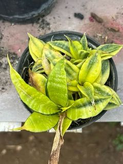 (Category: ) located in . Submitted by sindo.sg (Listing ID 1467628074, Image 1). Description: .