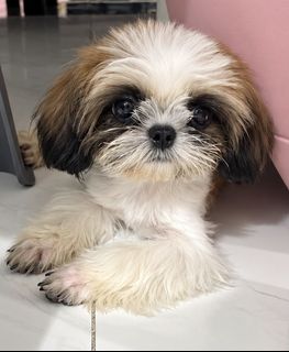 (Category: ) located in . Submitted by petsglam (Listing ID 1467718816, Image 1). Description: .