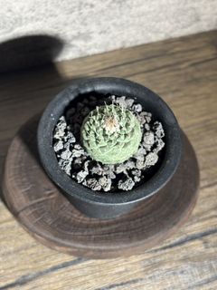 （分類：）位於 。 由 nikumachi 提交（商品編號 1467786361，圖片 1）。簡介： 。
