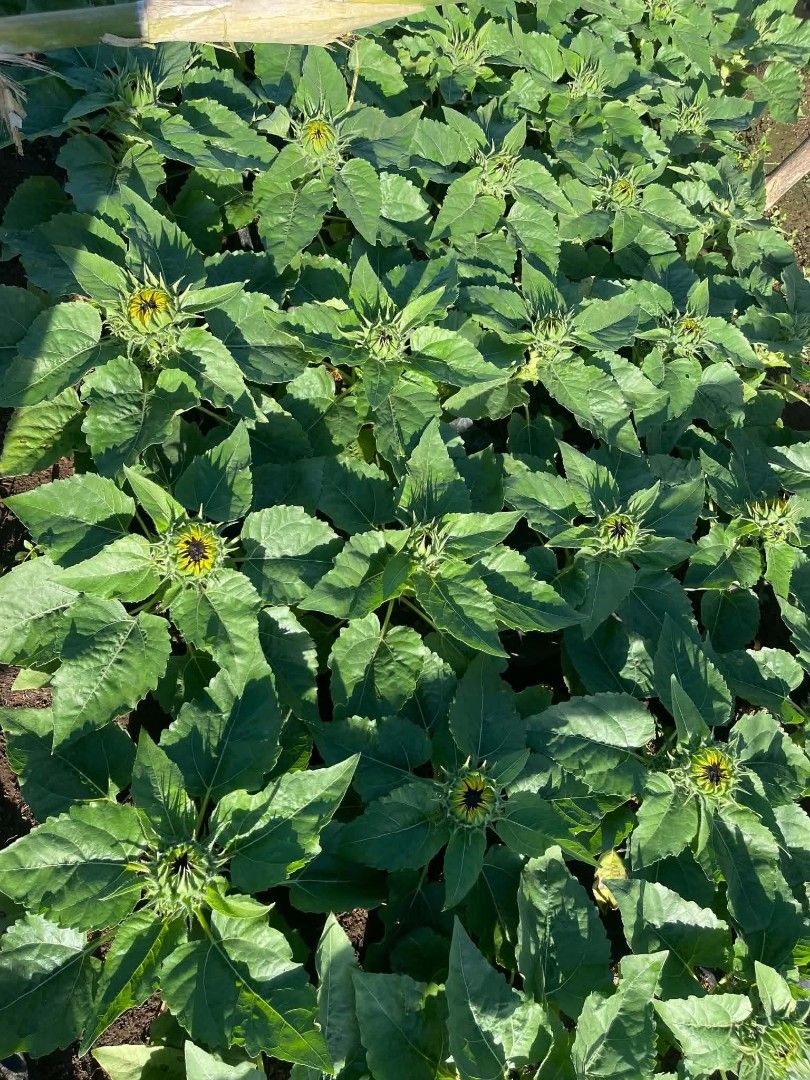 Sunflower plants may bulakalak na 🌻🌻 (Category: Plants & Seeds) located in Quezon City. Submitted by amazingmaria3680 (Listing ID 1467604216, Image 1). Description: .