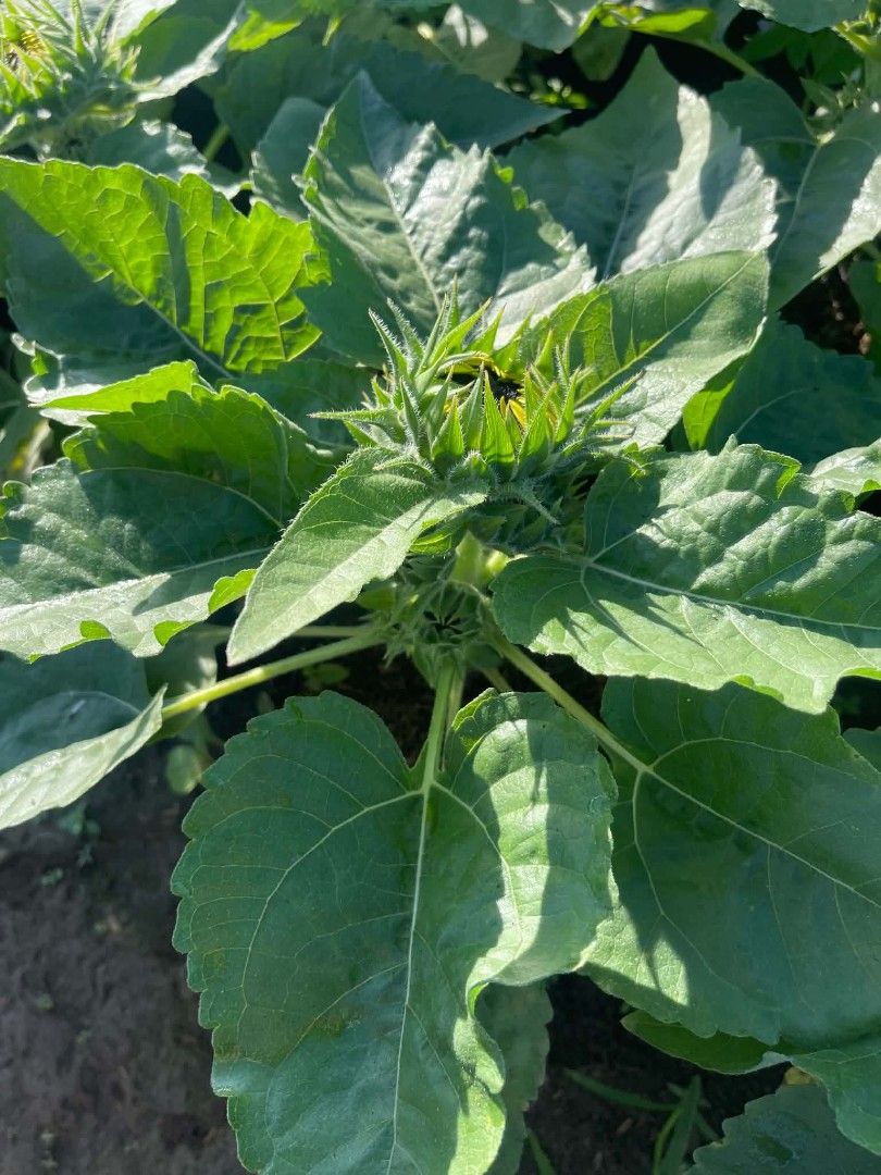 Sunflower plants may bulakalak na 🌻🌻 (Category: Plants & Seeds) located in Quezon City. Submitted by amazingmaria3680 (Listing ID 1467604216, Image 3). Description: .