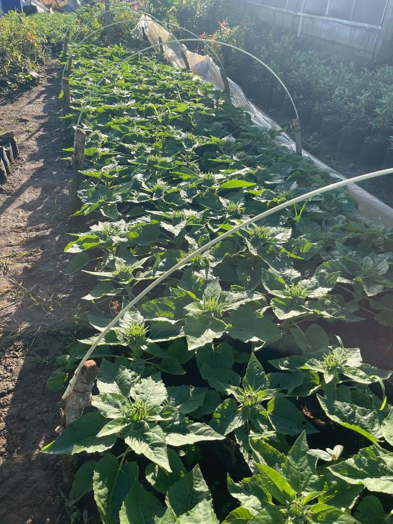 Sunflower plants may bulakalak na 🌻🌻 (Category: Plants & Seeds) located in Quezon City. Submitted by amazingmaria3680 (Listing ID 1467604216, Image 2). Description: .
