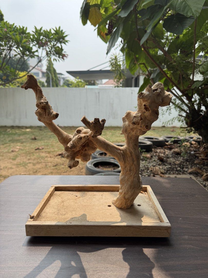 Table top Java wood perch (Category: Homes & Other Pet Accessories) located in Singapore. Submitted by ibuytoomuchstuff (Listing ID 1467725049, Image 1). Description: Java wood perch 33cm x 23cm x 35cm Tabletop usage, selling cos I have spare. .