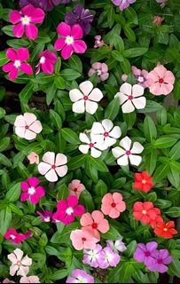 (Category: ) located in . Submitted by beautiful.garden (Listing ID 1467799302, Image 1). Description: .