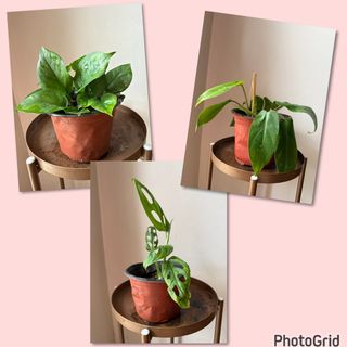 (Category: ) located in . Submitted by nannysgarden (Listing ID 1467942331, Image 1). Description: .