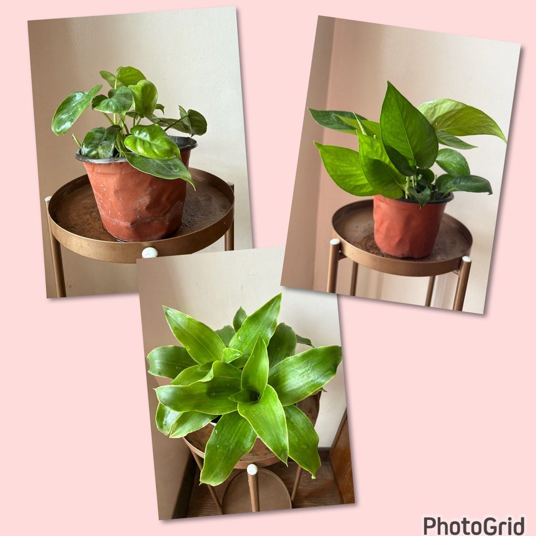 🪴3 plants for 150 (Category: Plants & Seeds) located in Paranaque City. Submitted by nannysgarden (Listing ID 1467942452, Image 1). Description: 🍀🌸🌺🍃 Payment first before shipping /pickup MOP via GCash Delivery via Grab /lalamove Delivery fee care of Buyer.