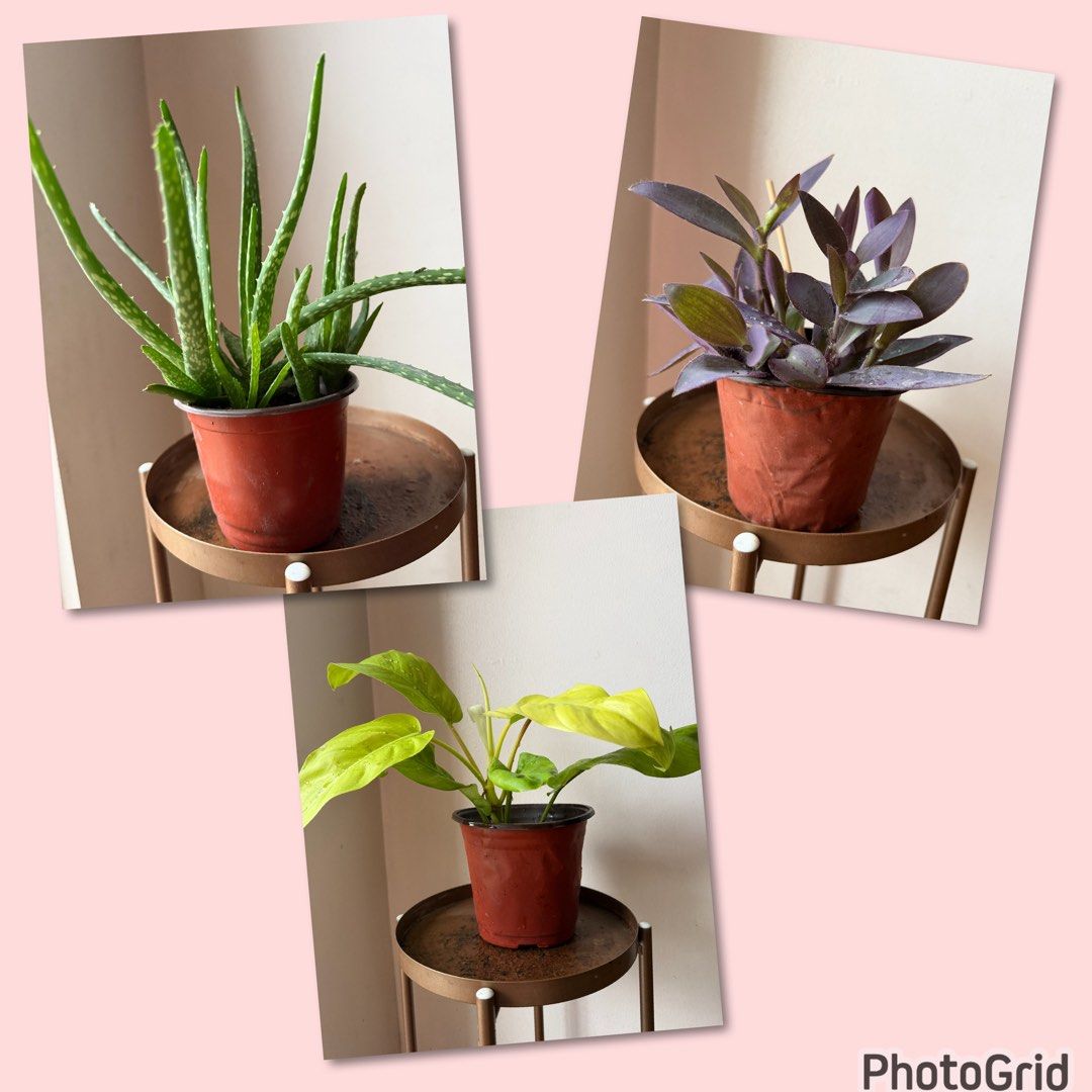 🪴3 plants for 150 (Category: Plants & Seeds) located in Paranaque City. Submitted by nannysgarden (Listing ID 1467942583, Image 1). Description: 🍀🌸🌺🍃 Payment first before shipping /pickup MOP via GCash Delivery via Grab /lalamove Delivery fee care of Buyer.