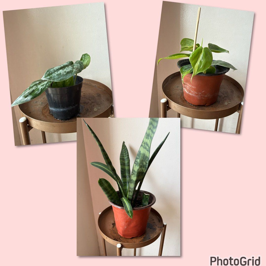 🪴3 plants for 150 (Category: Plants & Seeds) located in Paranaque City. Submitted by nannysgarden (Listing ID 1467942678, Image 1). Description: 🍀🌸🌺🍃 Payment first before shipping /pickup MOP via GCash Delivery via Grab /lalamove Delivery fee care of Buyer.