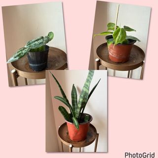 (Category: ) located in . Submitted by nannysgarden (Listing ID 1467942678, Image 1). Description: .