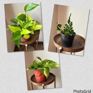 (Category: ) located in . Submitted by nannysgarden (Listing ID 1467942811, Image 1). Description: .