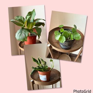 (Category: ) located in . Submitted by nannysgarden (Listing ID 1467942926, Image 1). Description: .