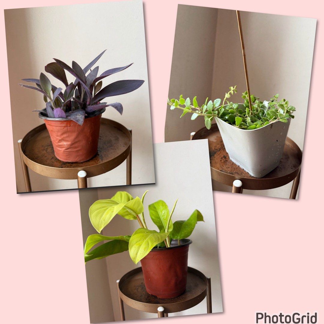 🪴3 plants for 150 (Category: Plants & Seeds) located in Paranaque City. Submitted by nannysgarden (Listing ID 1467943336, Image 1). Description: 🍀🌸🌺🍃 Payment first before shipping /pickup MOP via GCash Delivery via Grab /lalamove Delivery fee care of Buyer.